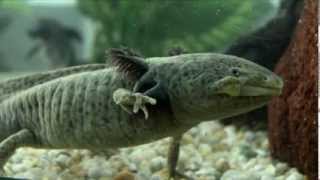 Documental Axolote [upl. by Giffie437]