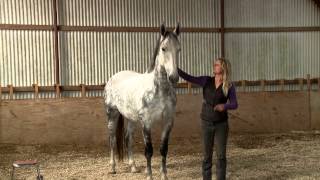 Training Dutch show jumper When Horses Choose by Mia Lykke Nielsen [upl. by Hahsi]