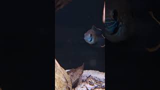 rivulatus eggs fishtank cichlid foryou [upl. by Vicky]