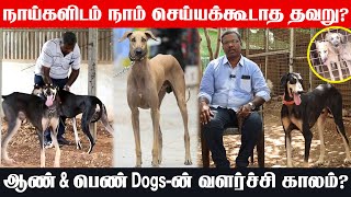 நாய்களின் வெறிச்செயலுக்கு காரணம்  Kanni Dog  Chippiparai Dog  Nattu Nai Valarpu Murai  Ikeypets [upl. by Giacomo212]