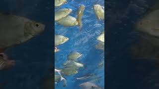 Google Fish song chapala song telugu fishsong [upl. by Irfan]