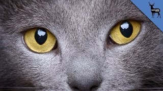 Cats and Dogs Can See Invisible Things [upl. by Idnor]