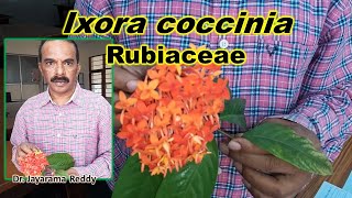 Rubiaceae Ixora coccinia Taxonomy practicals St Josephs University Dr Jayarama Reddy Botany [upl. by Hanover]