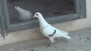 White racing pigeon [upl. by Eaton577]