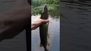 Chain Pickerel Catch [upl. by Etnahs301]