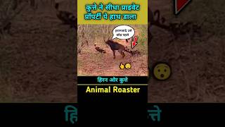 अकेला हिरन 10 कुत्तोंपे पड़ा भारी antelope vs wild dogs antelopes wilddogs shorts [upl. by Ahsiea]