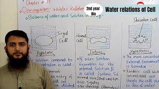 Hypotonic hypertonic and isotonic  Osmoregulation  Class 12 [upl. by Ydor]