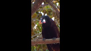 Oropendola de montezuma Montezuma Oropendola Psarocolius montezuma [upl. by Aileek298]