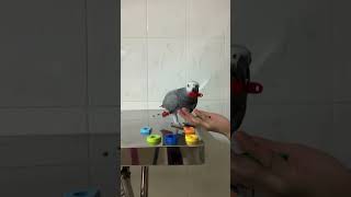 Parrot Rocky Picking Up Letters  Mummy Come Back What Are You Doing 🦜😂 africangrey pets birds [upl. by Anelhtak]