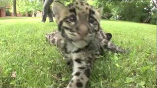 Update  Newborn Clouded Leopard Cubs  2 month old [upl. by Ryter101]