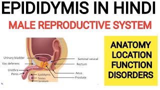 Epididymis  Male Reproductive System  Epididymis Functions  Sperm Storage  Epididymis Cyst [upl. by Zurciram]