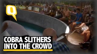 The Quint A Cobra Slithers Into the Crowd Nearly Bites the Audience [upl. by Anirehc]