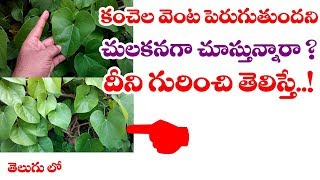 ఈ తీగను చులకనగా చూడకండి  Tinospora Cordifolia  Tippa teega Amazing Health Benefits in telugu [upl. by Ahdar]