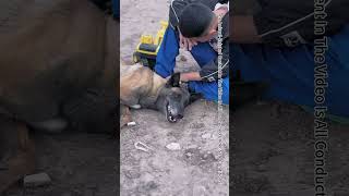 In Critical Moments Emergency Rescue Dog Save PeopleShorts [upl. by Aram828]