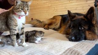 The First Thing Newborn Kittens See Is a Gentle German Shepherd [upl. by Yruok]