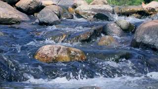 Cheenkanni river at Aralam Wildlife Sanctuary [upl. by Aymik]