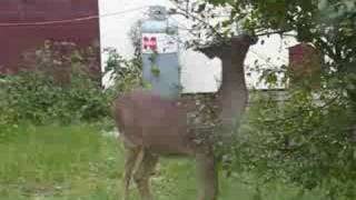 Ontario Whitetail Deer  Rainy River Spike Buck Harris Hill Resort [upl. by Onairda]