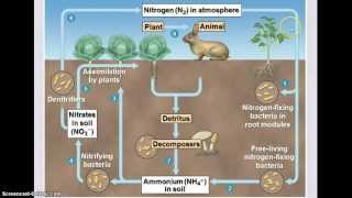 Ecology  Biogeochemical Cycles [upl. by Niatirb]