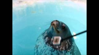 Weddell seal at breathing hole [upl. by Idnym705]