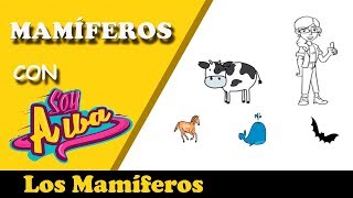 Qué son los MAMIFEROS  cuáles son los animales mamíferos y sus 𝖈𝖆𝖗𝖆𝖈𝖙𝖊𝖗í𝖘𝖙𝖎𝖈𝖆𝖘 [upl. by Notnelc]