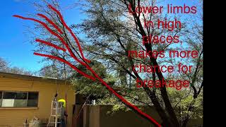 Pruning Mesquites amp Palo Verdes for Strong StructureArbotistAdvice [upl. by Lambard676]