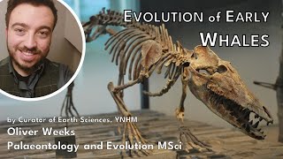 Evolution of Early Whales  Oliver Weeks Anning Lectures [upl. by Tallula]