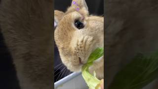 Breeder’s daily feeding routine todays snacks for my cute bunny are lettuces pets rabbit [upl. by Elehcim990]