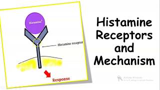 HISTAMINE RECEPTORS AND MECHANISM OF ACTION [upl. by Aieki336]