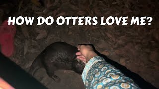 Good Morning My Rescued Wild Otters [upl. by Oigimer]