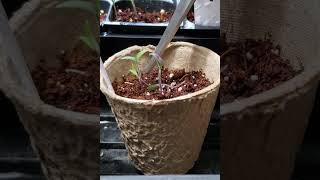 Close up while trimming tomato plant growing in paper pot owngrownplants indoorgardening food [upl. by Udenihc]