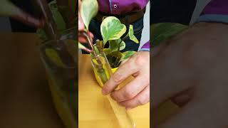 Peperomia Obtusifolia Propagation [upl. by Eittod]