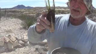 Planting Vetiver Grass [upl. by Rorrys]