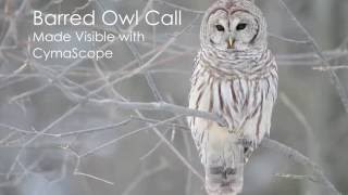 Barred Owl call made visible with CymaScope [upl. by Redyr810]