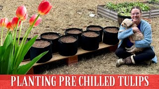 Planting Pre Chilled Tulips In January  Pre Chilled Tulips In Grow Bags  Tulips In The South [upl. by Norvell]