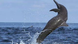 Awesome Spinner Dolphins filmed leaping by Spydolphin [upl. by Herzberg892]