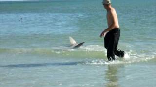 Sanibel Shark Video 3 [upl. by Anelaf459]