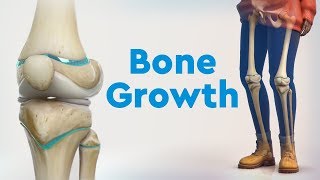 Bone Growth and Limb Deformities [upl. by Naols]