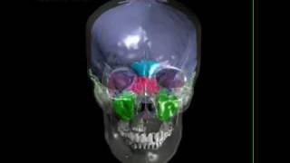 Human skull with brain endocast paranasal sinuses tympanic sinus [upl. by Cirdahc]