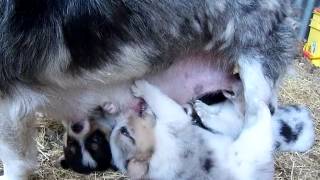 Corgi x Sheltie mix puppies nursing 5512MP4 [upl. by Dahs850]