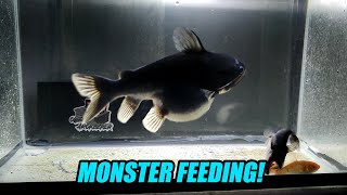 Monster Feeding  Gulper Catfish Eating Feeder Goldfish [upl. by Hedley]