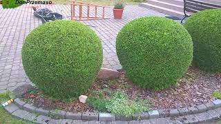 Pruning Thuja occidentalis GlobosaCięcie Tui Żywotnik zachodni Globosa [upl. by Sebbie993]