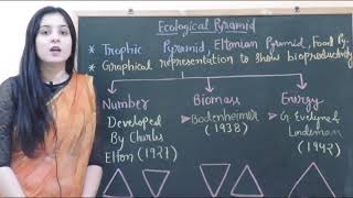 Ecological pyramidpyramid of a number pyramid of biomass pyramid of energy [upl. by Debi]