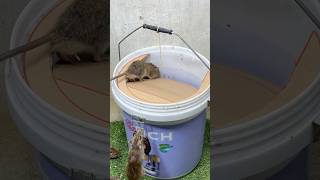 Best home mouse trapmouse trap from plastic bucket [upl. by Mackay27]