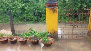 তিনদিনের বৃষ্টিতে আমাদের বাগানে অনেক ক্ষতি হয়ে গেলো । বাড়ির চারপাশে জল জমে বাগান নষ্ট হয়ে গেলো। [upl. by Bauske]