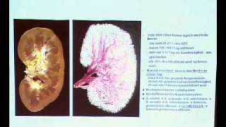 Anatomie I 1 Stunde Teil 1 [upl. by Adrahc]