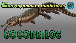 Convergencias evolutivas COCODRILOS [upl. by Brodsky281]