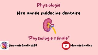 physiologie rénalephysiologie dentaireشرح بالدارجة [upl. by Valley]