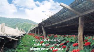 Ginseng Rosso Coreano coltivazione e produzione www persalute it [upl. by Haywood]