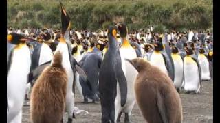 Antarcticathe king penguins of Gold Harbour South Georgia [upl. by Yraillih]