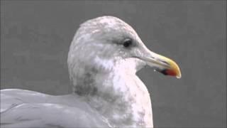 Glaucouswinged Gull Castletownbere Cork 2016 [upl. by Berkshire]